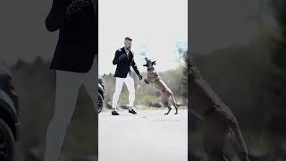 #usa #k9trainer #dog #dogfinstagram #trending #trainingdogs #k9 #tactical #viralshorts #fyp