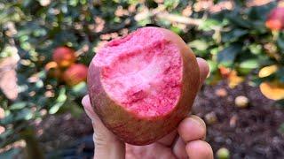 Baya Marissa Red Flesh Apple