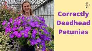 DEADHEADING PETUNIAS: The Correct Way to Clean Petunias