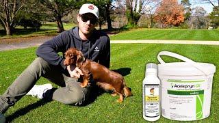 Give Your Lawn its Best Season Ever!! //Pre-emergent and Acelepryn Application