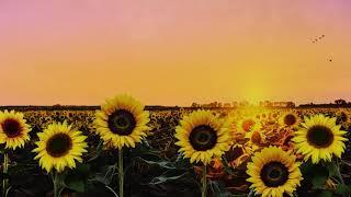 Ambient Sunflower Field: Relaxing Summer Breeze, Meditation, Stress Relief