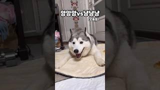 앙앙앙vs냥냥냥 (앙스키와 냥냥이)