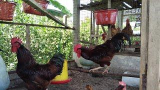 kebun abah is live tunjuk ayam RIR garang