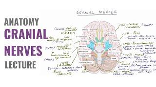 Cranial Nerves Made Simple