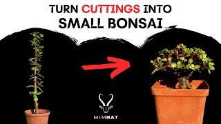 Easily turn cuttings into small BONSAI - Spekboom / Dwarf Jade