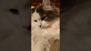 Я не могу понять, как так!?.... 