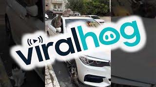 Stray Cats of Istanbul Surround Car || ViralHog