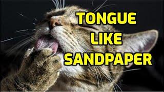 Why Do Cats Have Rough Tongues?