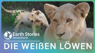 Doku: Die weißen Löwen von Timbavati | Earth Stories Deutschland