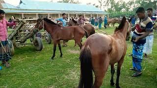 Bipul Agro BD | New big High Quality horses sell price in Tulshipur Gurar hat Bangladesh