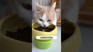 Is Your Cat’s Kibble Actually Safe? 