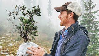 Yamadori Bonsai Collecting - Sub-Alpine Fir