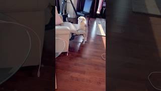 SORRY no couch stairs at grandma’s house #lol #puppy #standoff#aussie#cute#funny #pretty #margot