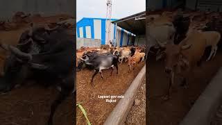 lapasri gov sala, cows videos,  gir gay, #cow #cows #viral #reels #shorts #short #gujrati #gay