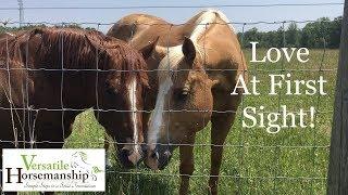 Picking up my mare from the breeder // Versatile Horsemanship