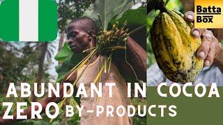 Experience: Cocoa farming in Nigeria