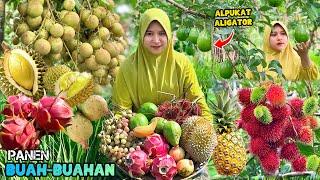 Panen buah-buahan dikebun | Buah siram coklat