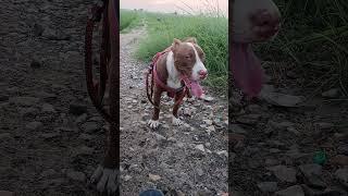 Leo mahkma #pitbull #viral #reels #iamleo