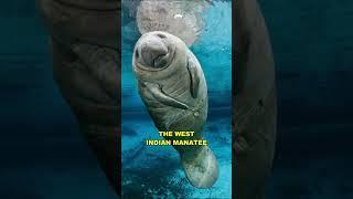 Manatee | The Cute & Friendly Sea Cow