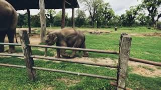 Chirpy chitwan Nepal ,  a day in wild. things to do in chitwan.