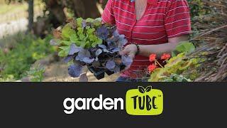 Combining herbs, veggies and perennials in the garden