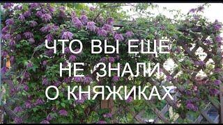 КНЯЖИКИ.  Как с помощью лиан укрыться от соседей. Когда пора обрезать княжики на омоложение.