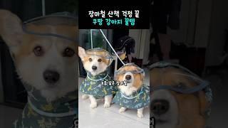 ️ 비오는 날도 산책 걱정 끝!  강아지 장마템 추천 #쿠팡추천템