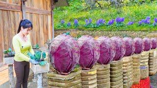 Technique Growing Purple Cabbage in Wooden Mold For Narrow Space | Nhất My Bushcraft