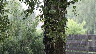 The sound of rain and the bullfrog