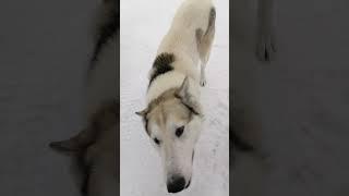 Что это значит#short