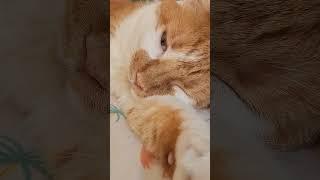 cat sleeps with one eye open