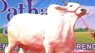 Pathan Cattle Farm 2023 Collection #viral