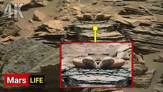 NASA's Mars Rover Perseverance Capture Most Spectacular Shocking Footage of Mars - Curiosity Images