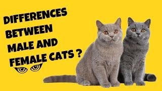 Top 5 Differences Between Male And Female Cats - Cats Knowhow