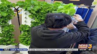 Local elementary students use hydroponics to grow plants