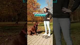 Jak głaskać a jak NIE głaskać psa ;) #Shorts