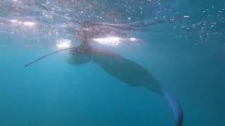 Maldives - Manta Ray