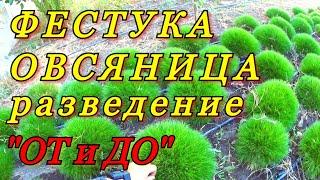 Разведение декоративного растения - ФЕСТУКА (Овсяница). Полный цикл - "ОТ и ДО..."