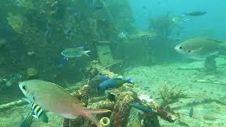 Scuba Diving in Aruba - exploring Jane Sea ship wreck 2022   4K