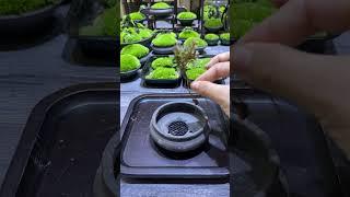 Moss Bonsai  Moss Micro Landscape bonsai art苔藓微景观《nana》 works welcome to subscribe #shorts 变废为宝