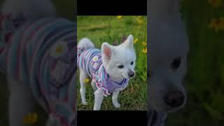 #warmpuppy #꽃두부 #패션쇼#강아지 #꽃개 #여름맞이