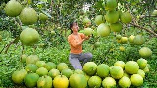 Harvesting Grapefruit Go to village market sell - Grapefruit garden || Free Bushcraft