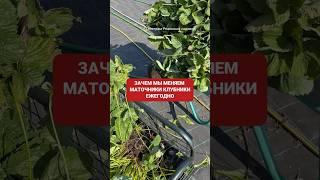 Тг канал Реальный садовод #питомникрастений #клубника #грядки