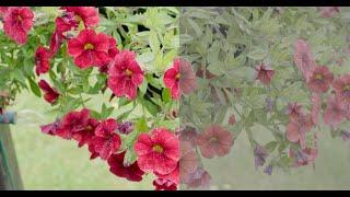 Outdoor Samples with Lumix S5 V-LOG and S1 Alex LUT