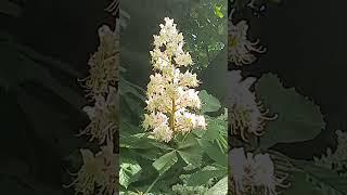 chestnut blossom in May 2024