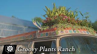 Groovy Plants Ranch