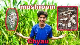 Aaj maile yti dherai chyau vetayko xu gusy Gaule vlog  mushroom