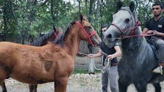 ОТ СОТИЛАДИ. SARDORDA QULUN TOYLAR..(Mus Tv)(OT)(Бай Тв)#Otlar #horse #otnarhlari