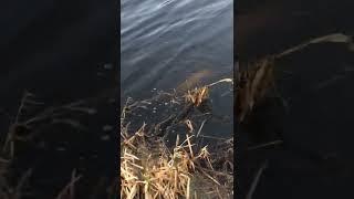 7lb pike pulling drag ultra light tackle