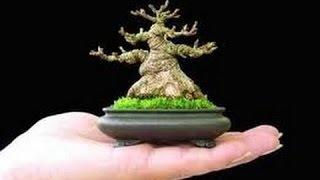 Beginners Guide to Growing Mame Bonsai